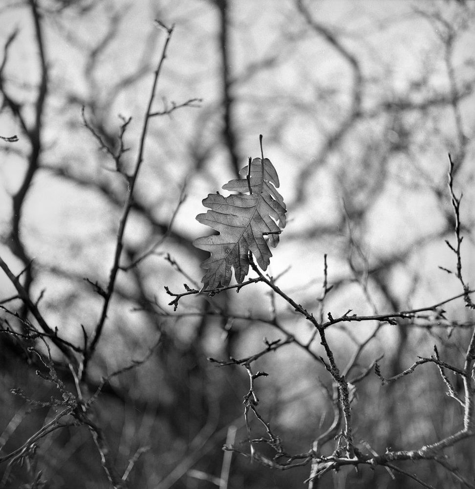 Photo 1007463