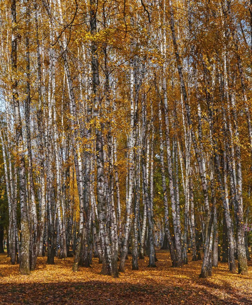 ХРОНИКИ НОЯБРЯ II.