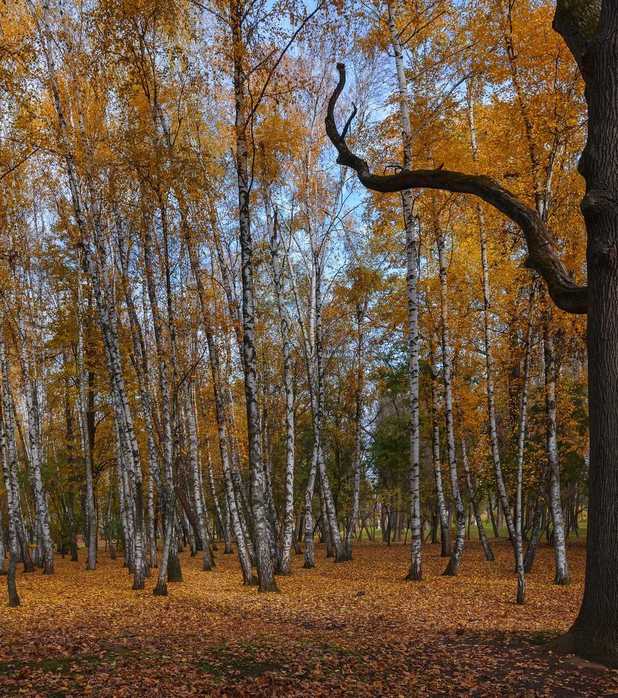 ХРОНИКИ НОЯБРЯ II.