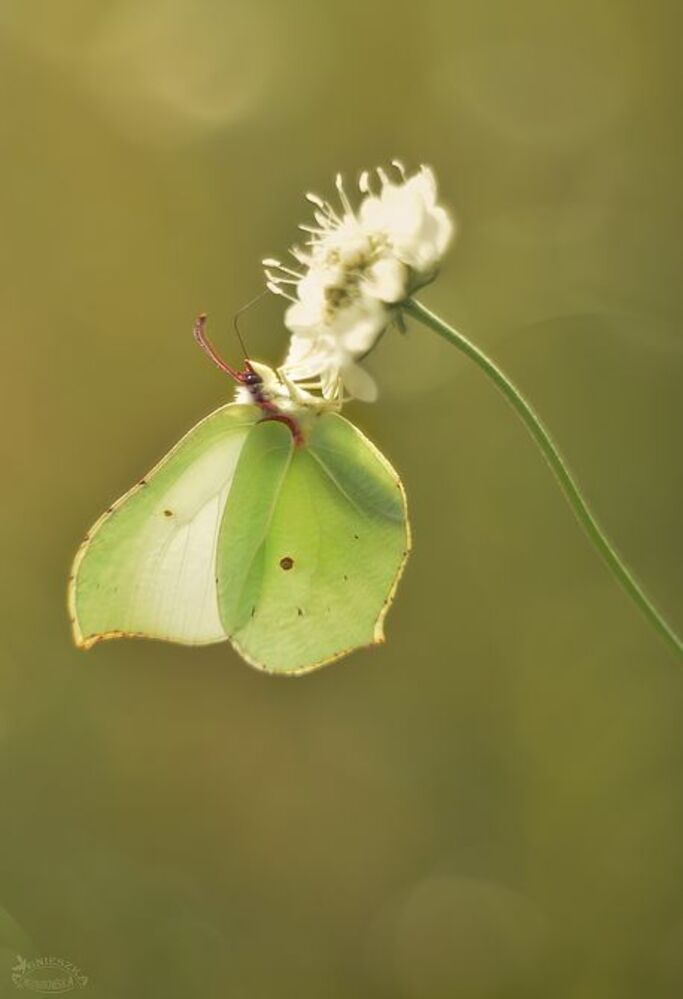 Latolistek cytrynek