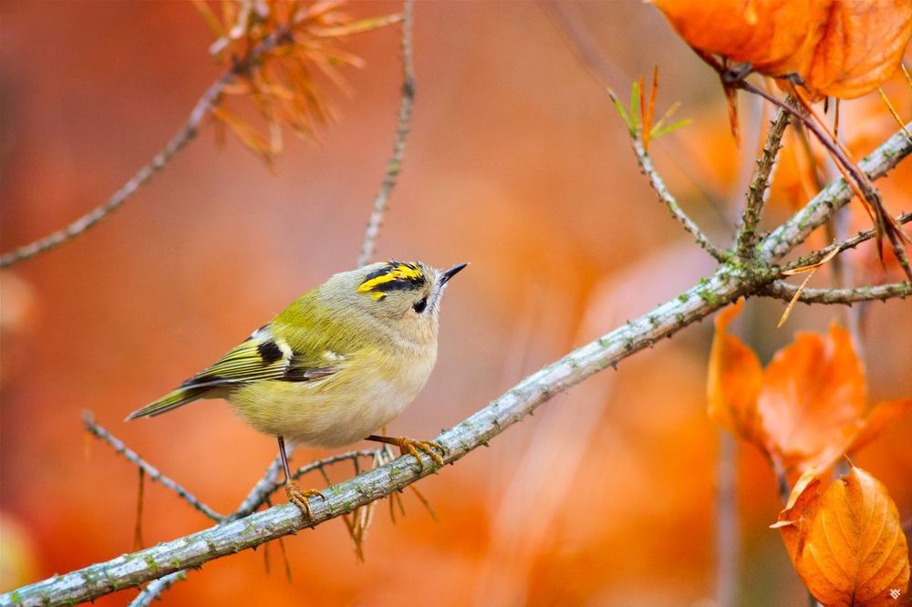 Goldcrest II