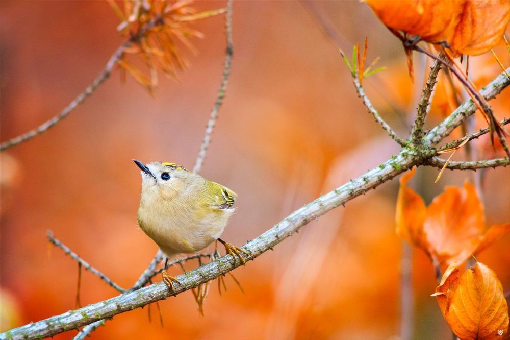 Goldcrest III