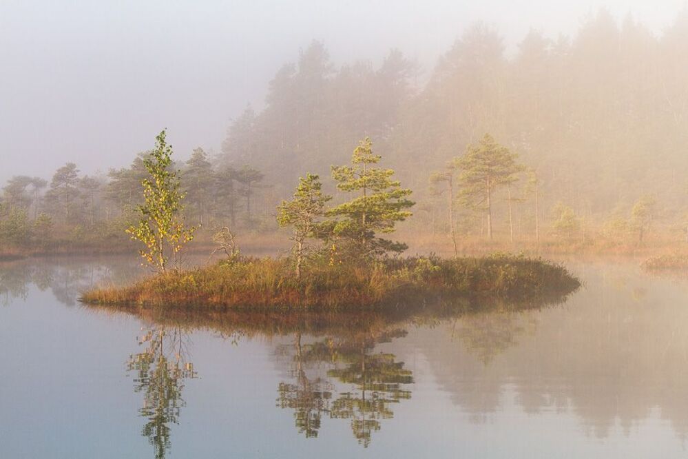 Kemeri swamp