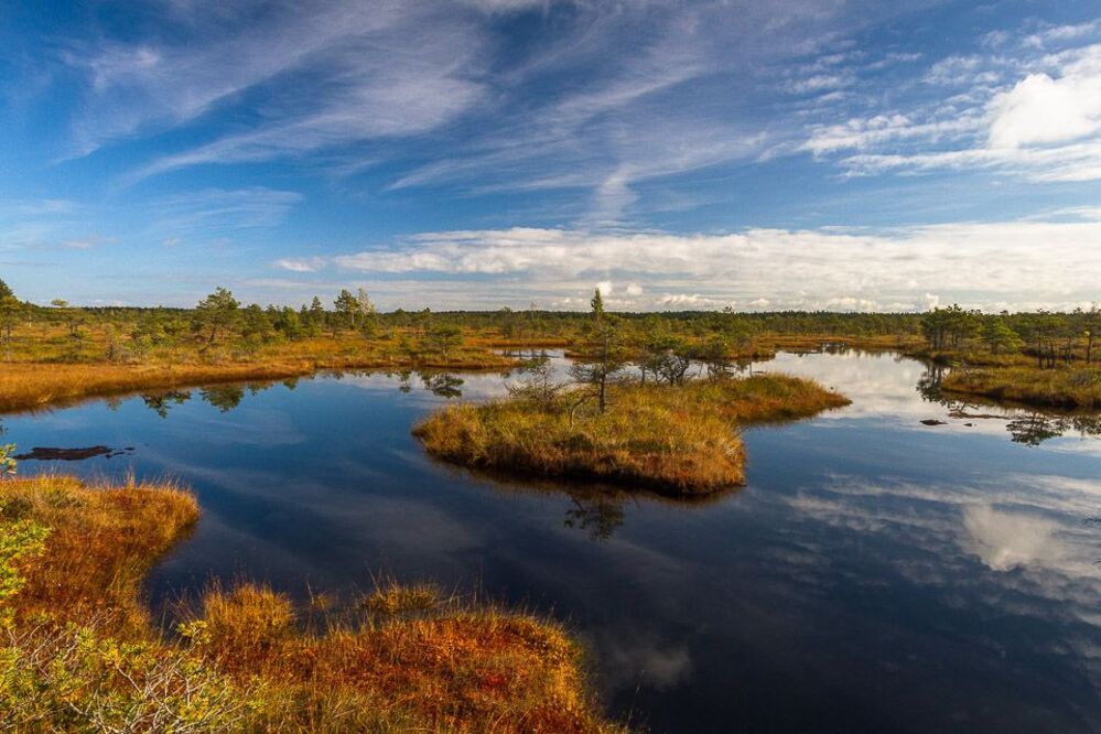 Kemeri swamp