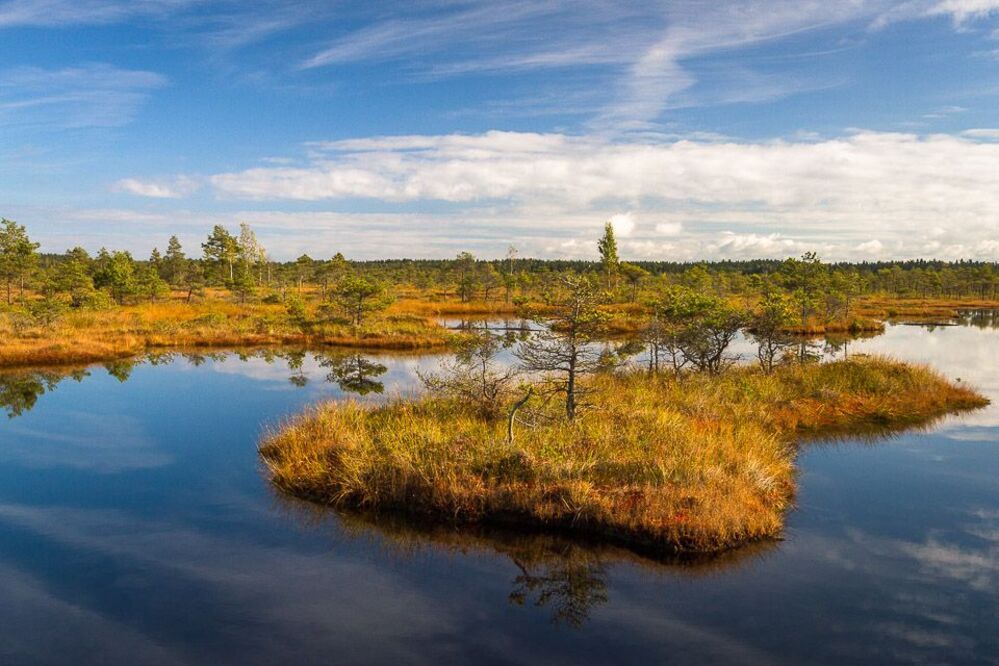Kemeri swamp
