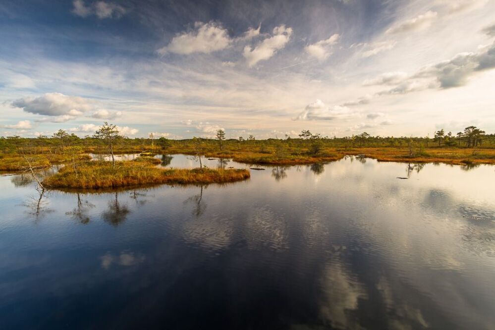 Kemeri swamp