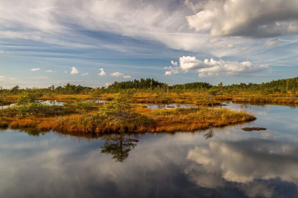 Kemeri swamp