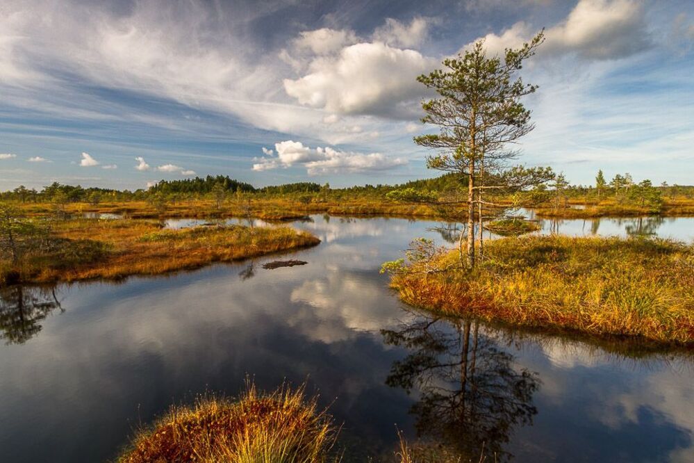Kemeri swamp