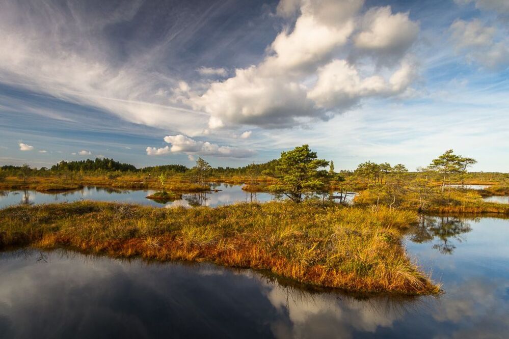 Kemeri swamp