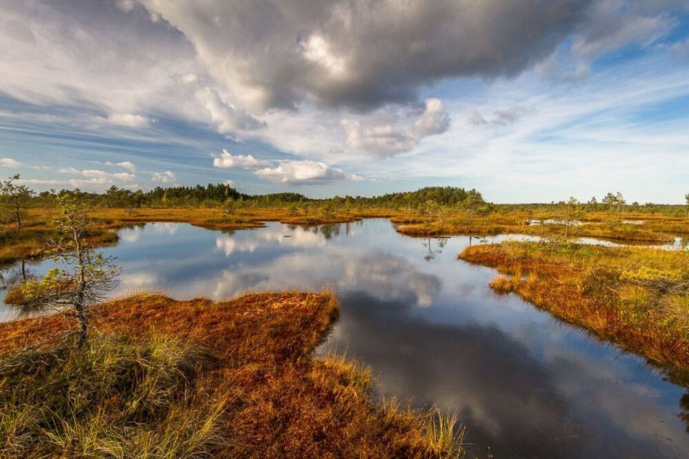 Kemeri swamp