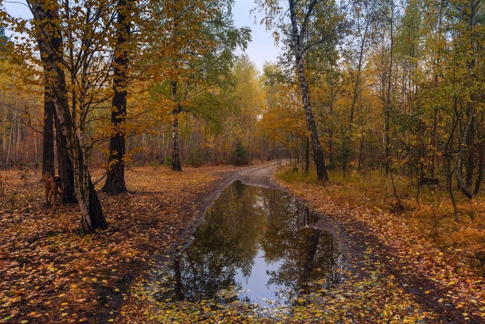 Мокрая осень по-свему радует взор