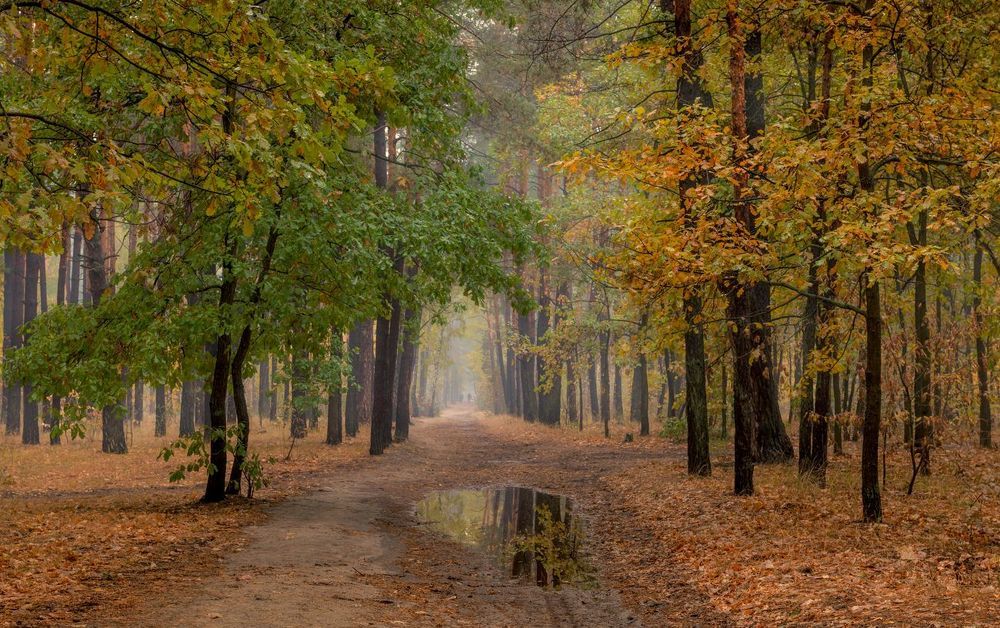 Мокрая осень по-свему радует взор