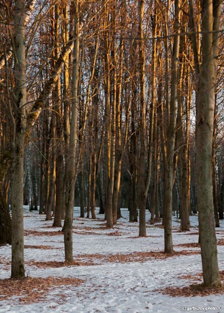 Мороз и солнце. Снега нету
