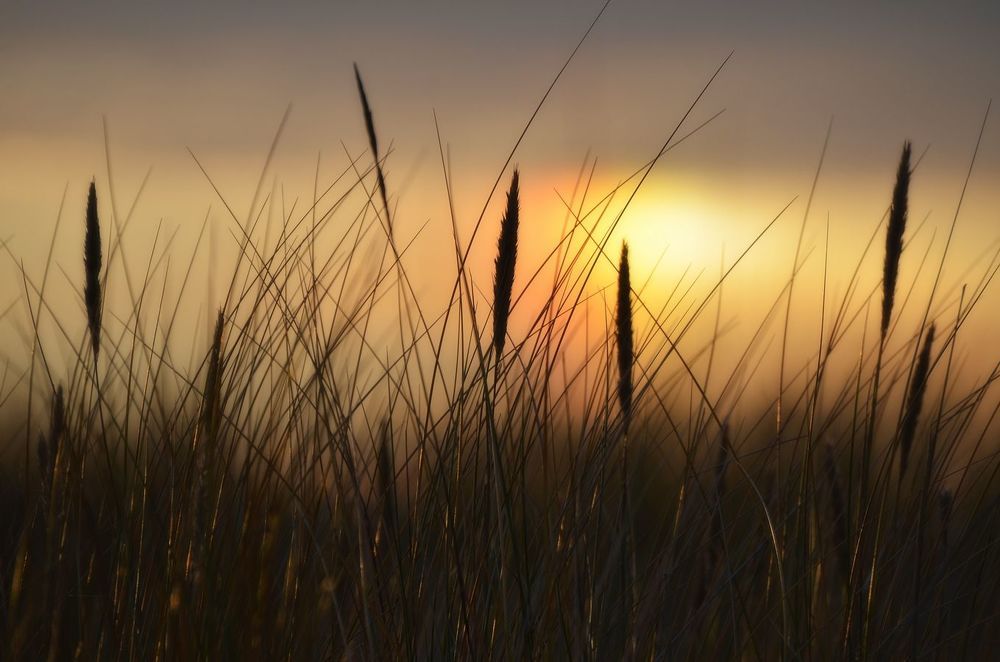 Follow the false sun