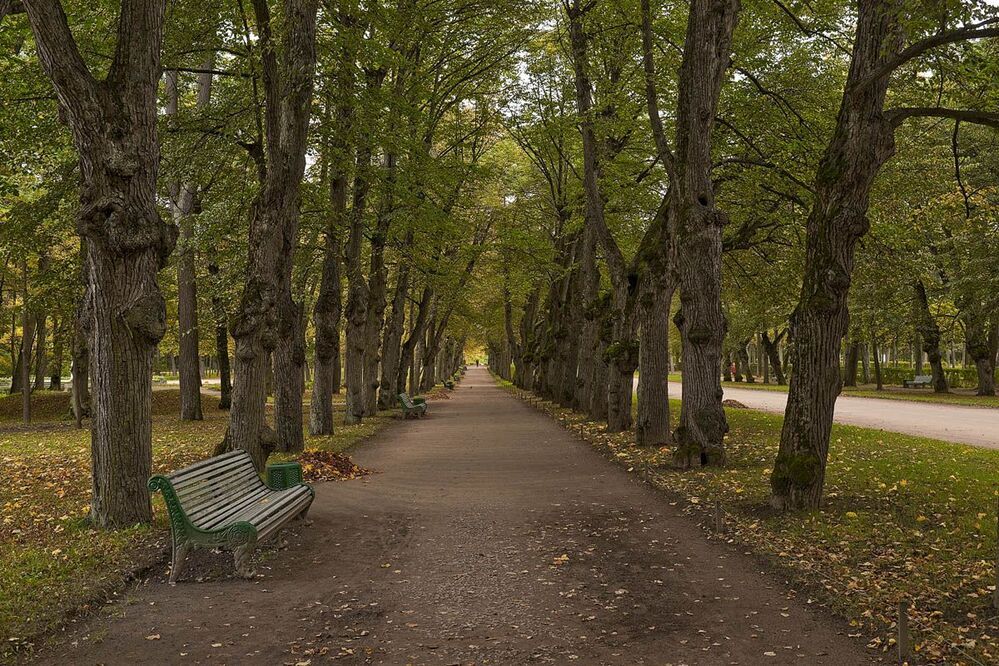 В Павловском парке