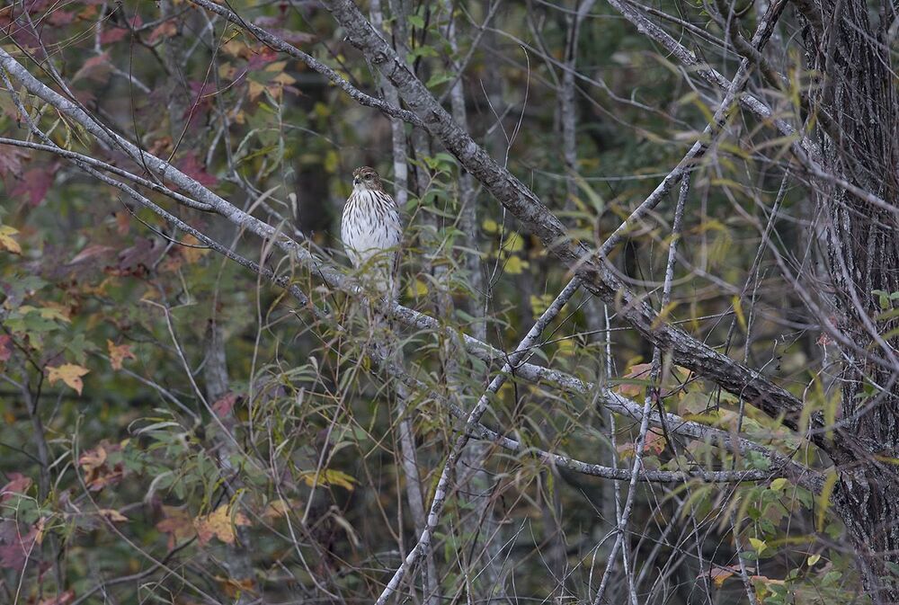 Полосатый ястреб - Sharp-shinned hawk