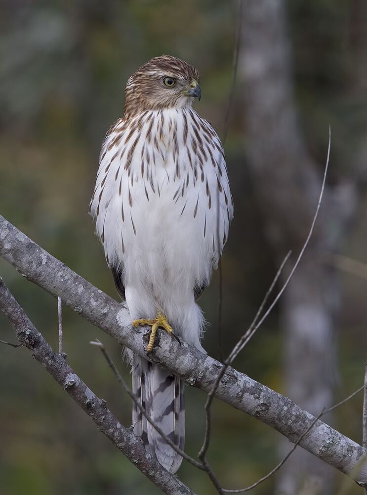 Полосатый ястреб - Sharp-shinned hawk