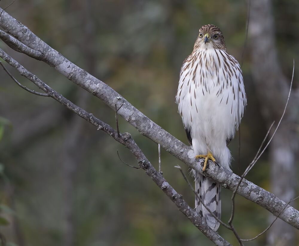 Полосатый ястреб - Sharp-shinned hawk