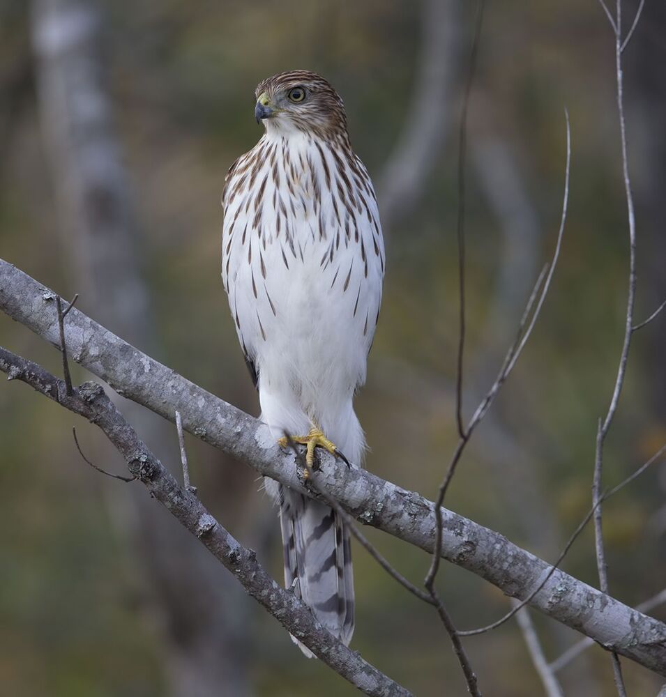 Полосатый ястреб - Sharp-shinned hawk