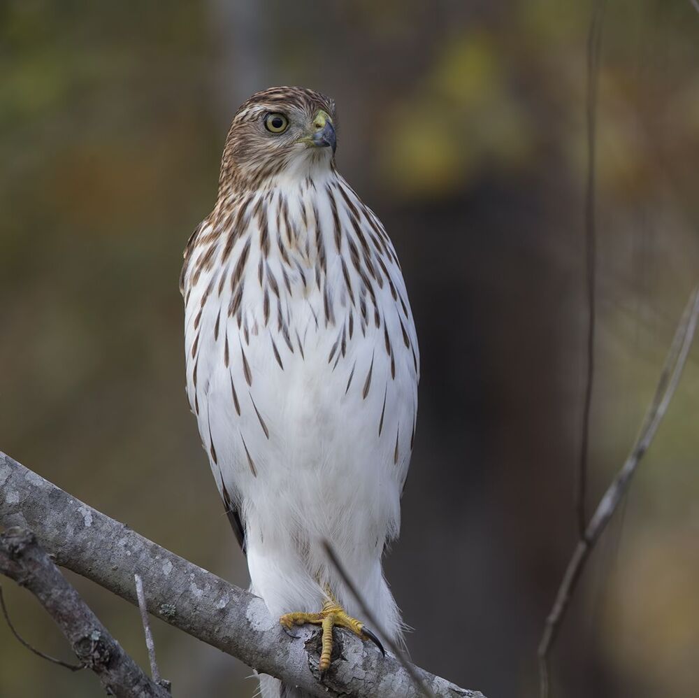 Полосатый ястреб - Sharp-shinned hawk