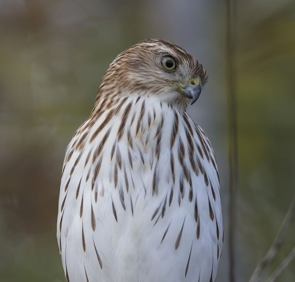 Полосатый ястреб - Sharp-shinned hawk