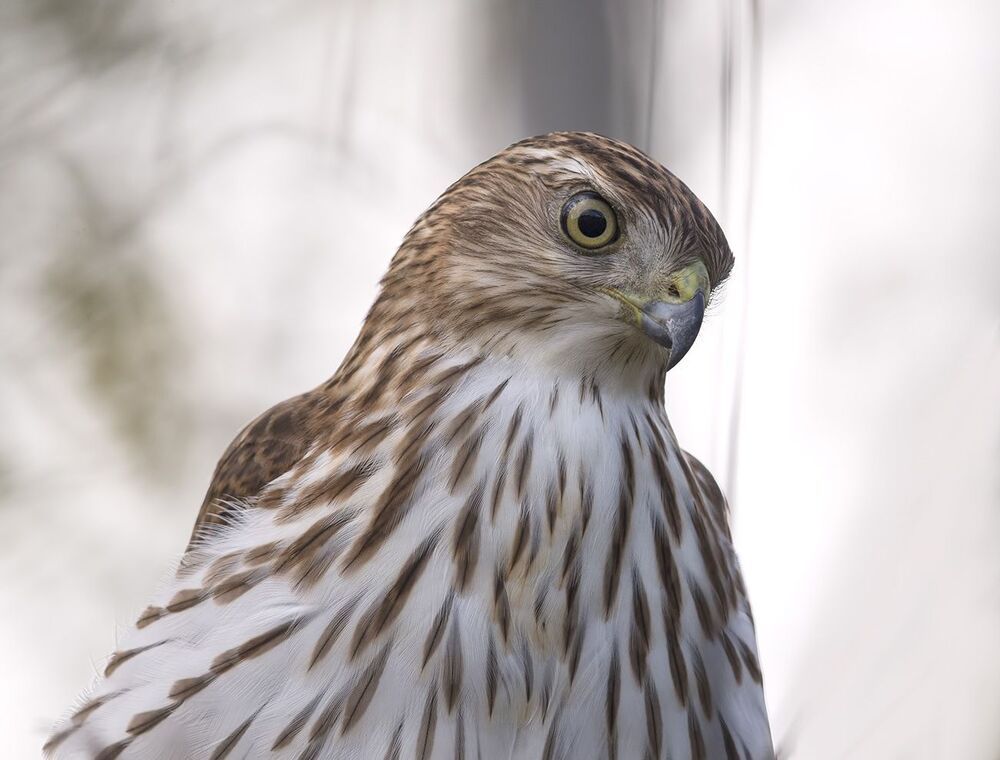 Полосатый ястреб - Sharp-shinned hawk