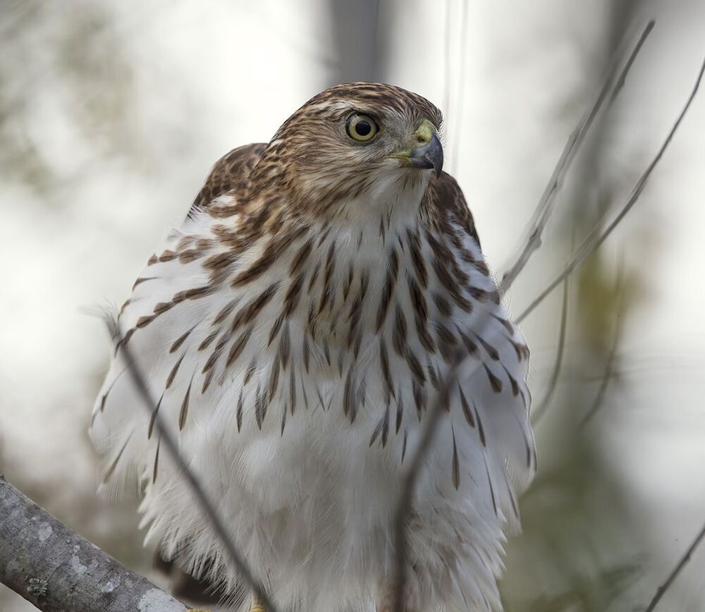 Полосатый ястреб - Sharp-shinned hawk