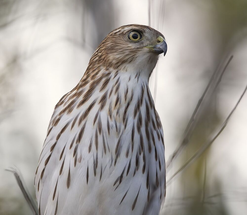 Полосатый ястреб - Sharp-shinned hawk