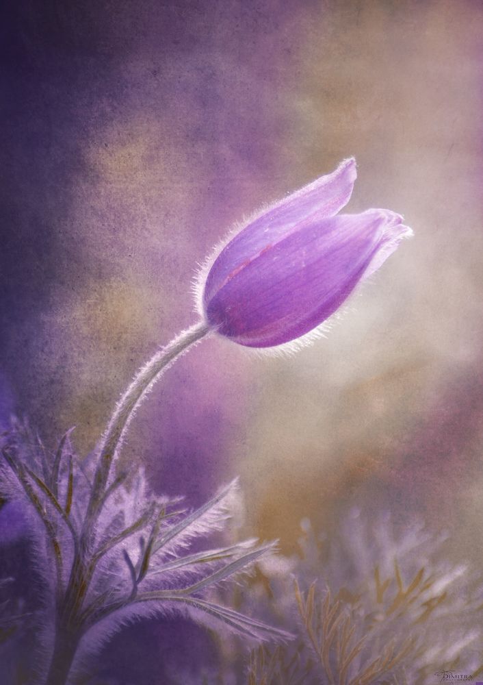 The beauty of the flowers