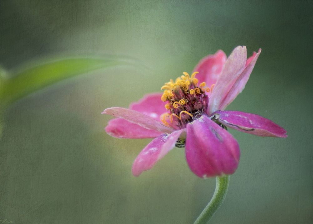 The beauty of the flowers