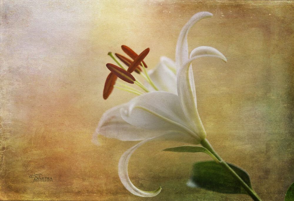 The beauty of the flowers