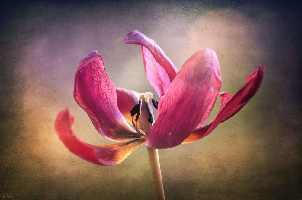The beauty of the flowers