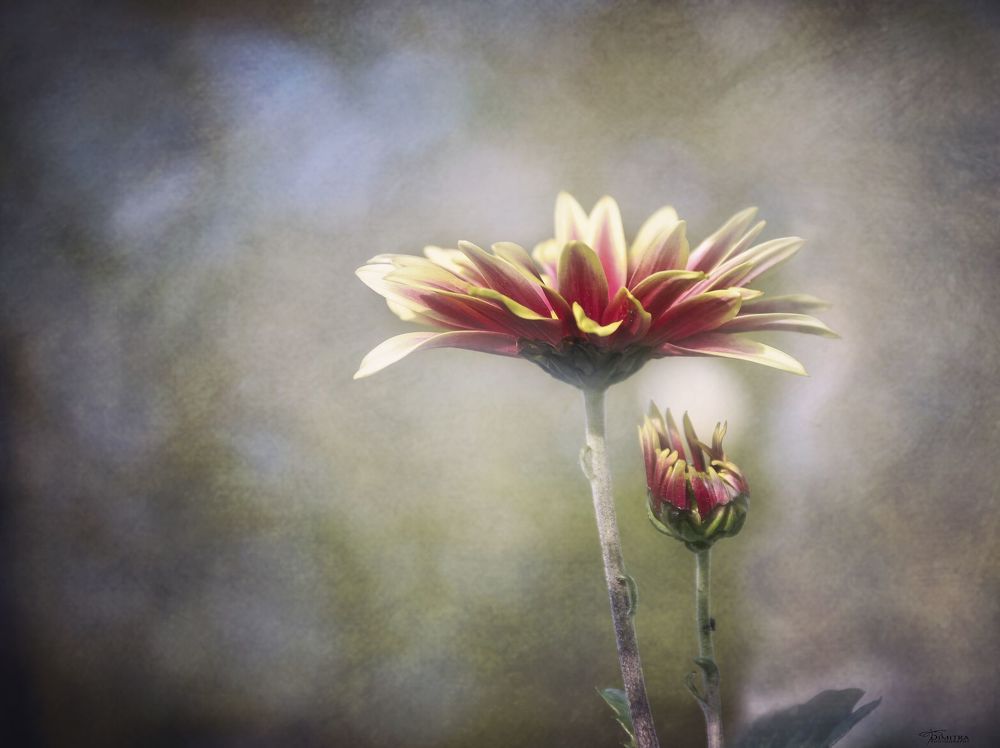 The beauty of the flowers