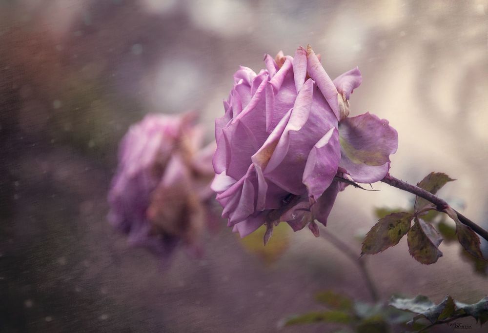 The beauty of the flowers