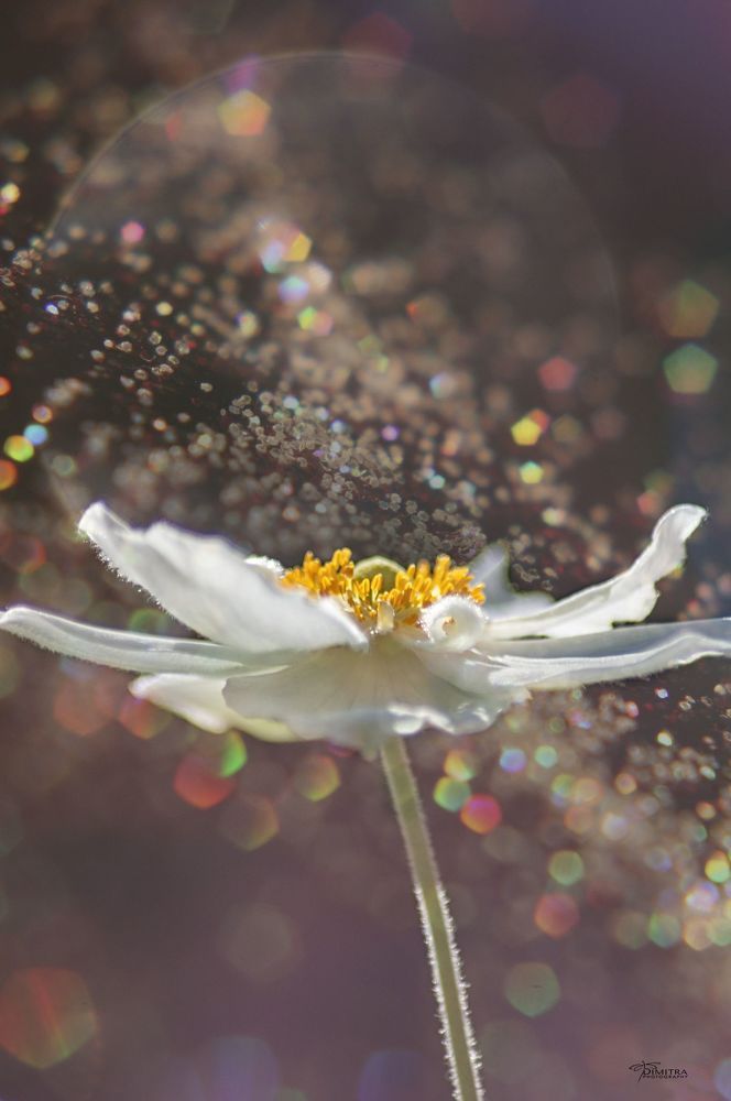 The beauty of the flowers