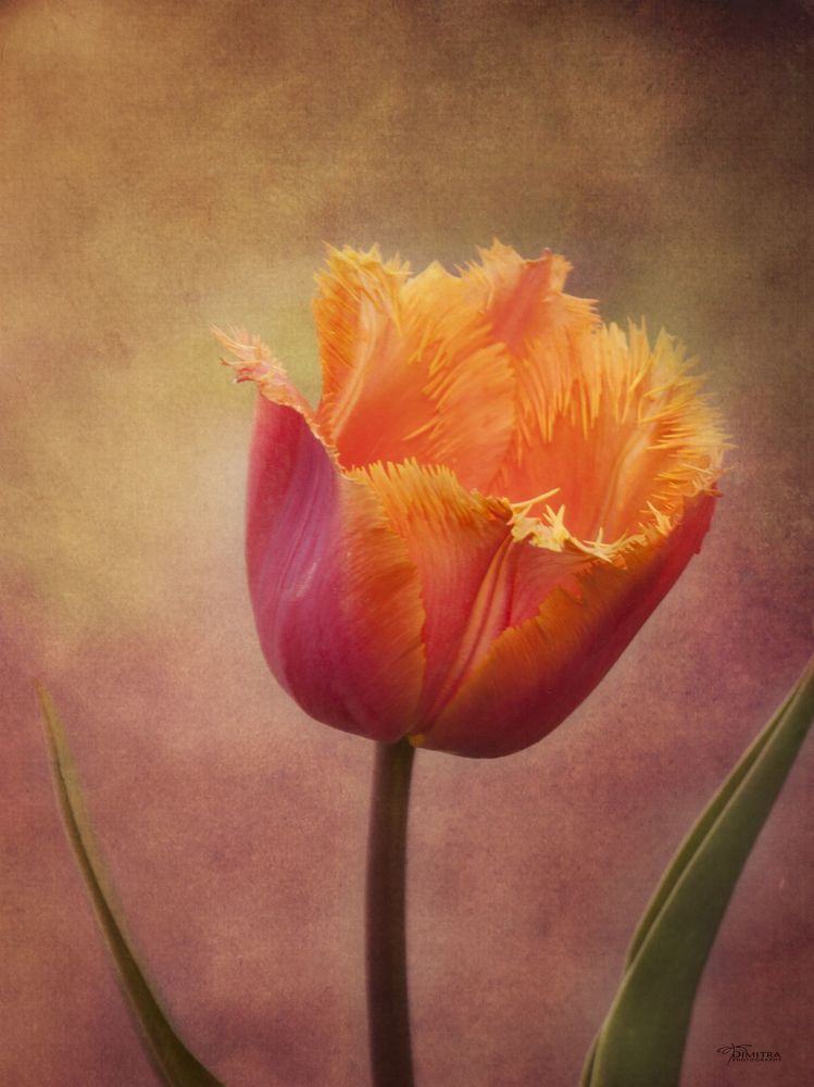The beauty of the flowers