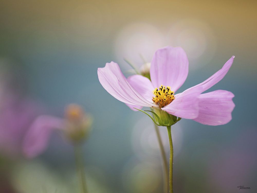 The beauty of the flowers