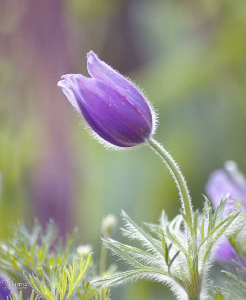 Pulsatilla