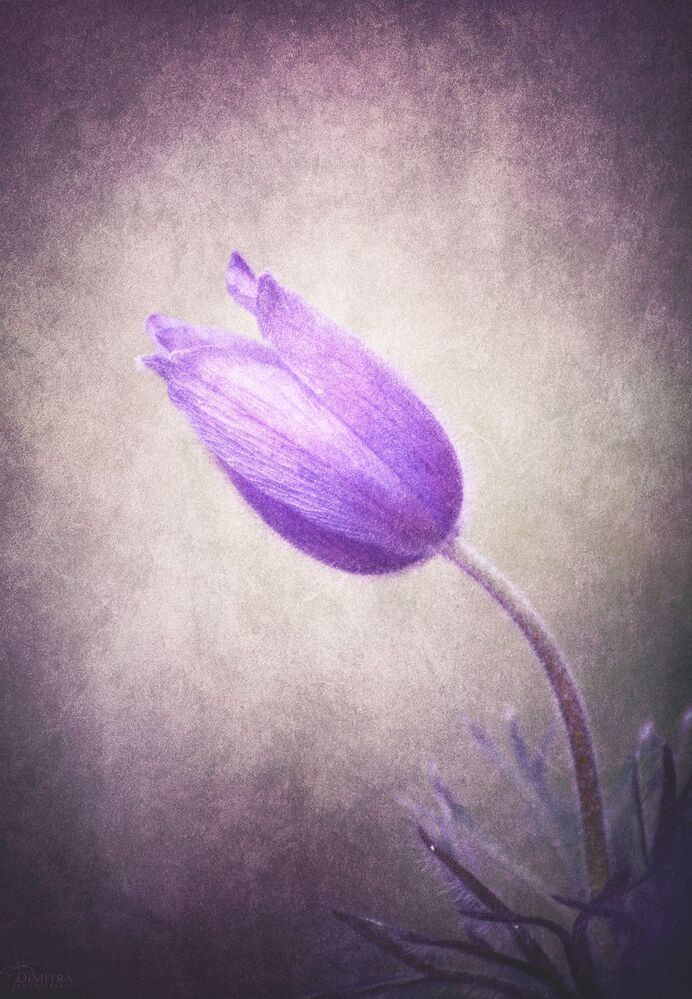Pulsatilla