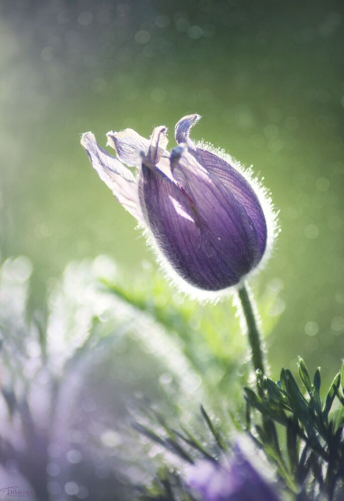 Pulsatilla
