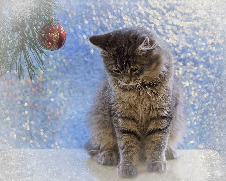 Скорее бы Новый Год!