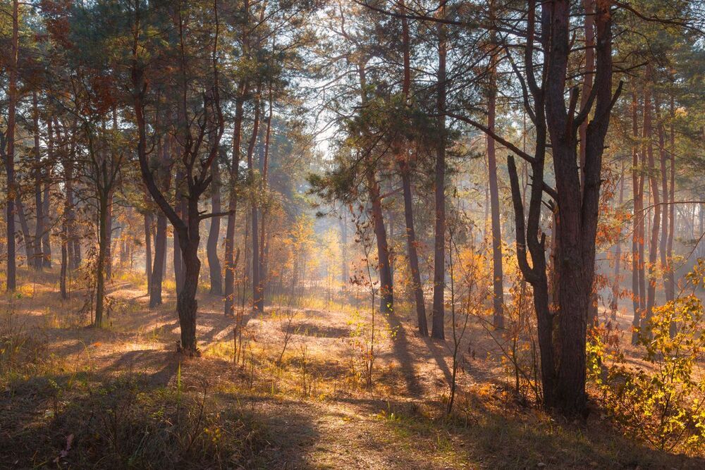 Осеннее утро