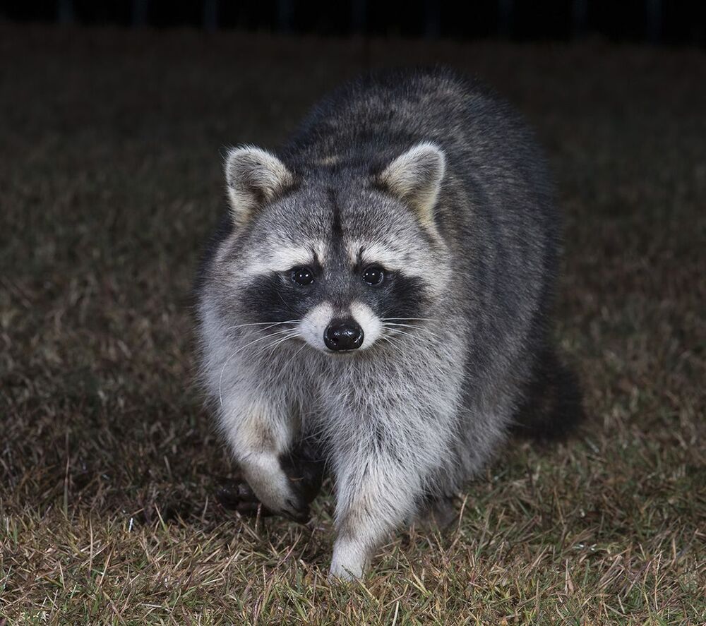 Енот-полоскун. Raccoon