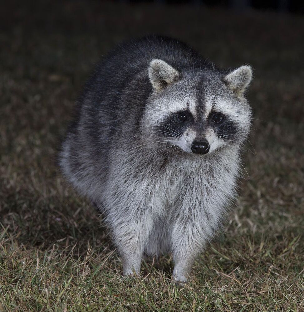 Енот-полоскун. Raccoon