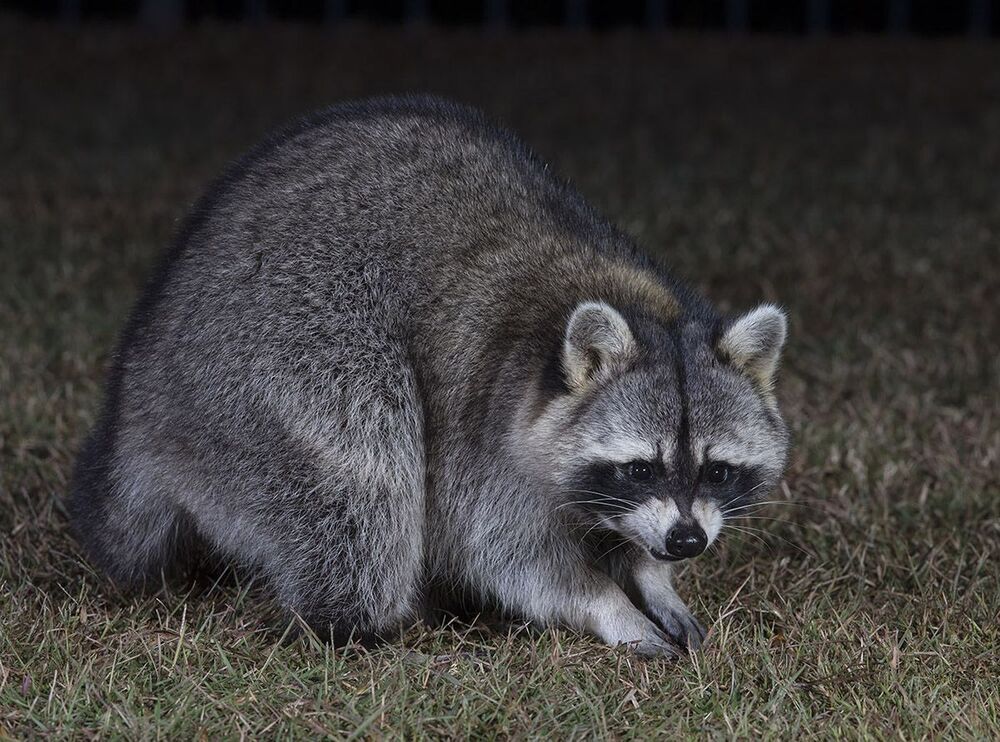 Енот-полоскун. Raccoon