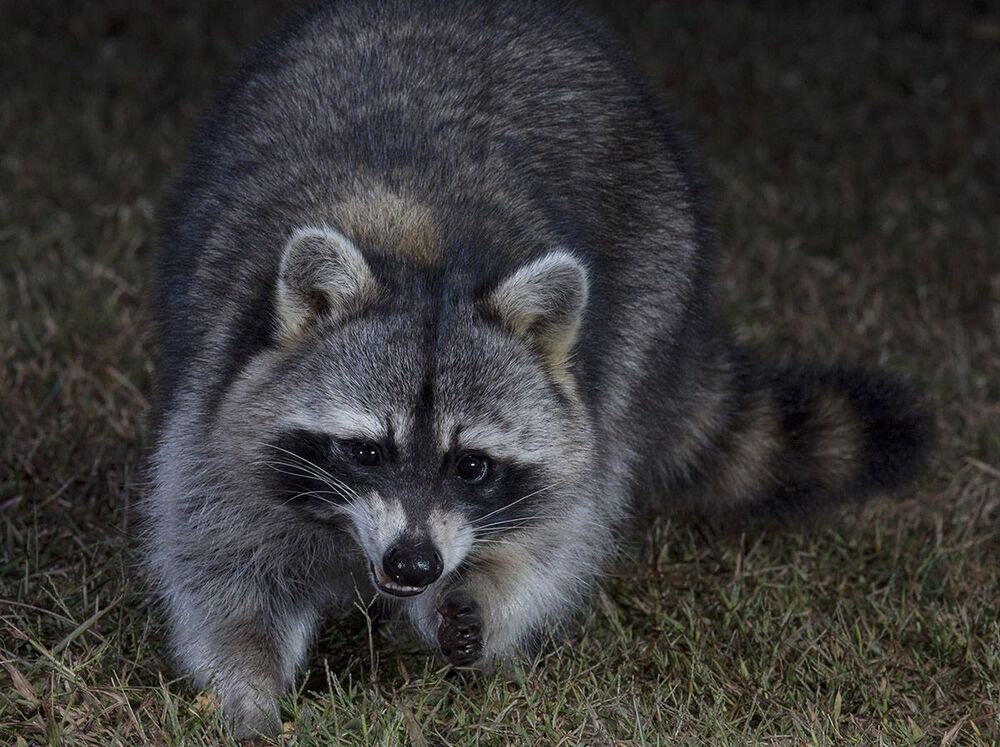 Енот-полоскун. Raccoon