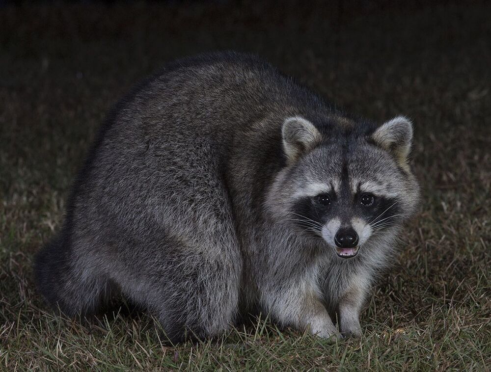 Енот-полоскун. Raccoon