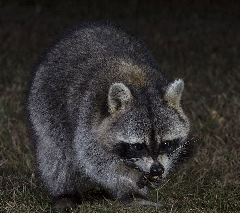 Енот-полоскун. Raccoon