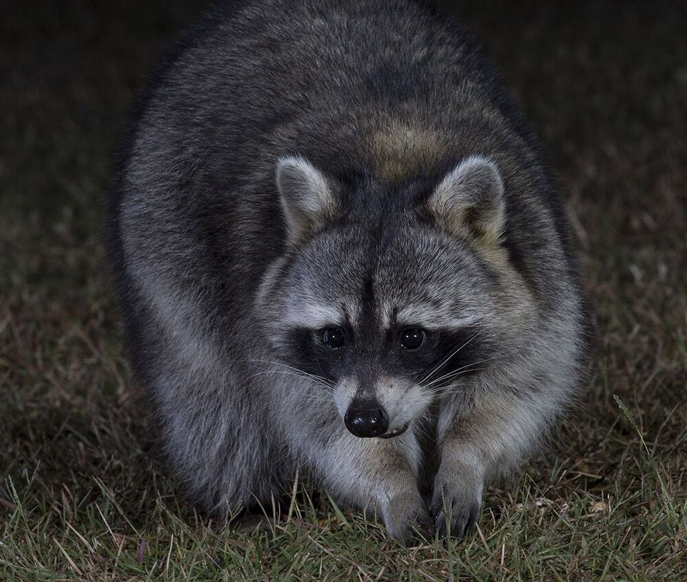 Енот-полоскун. Raccoon