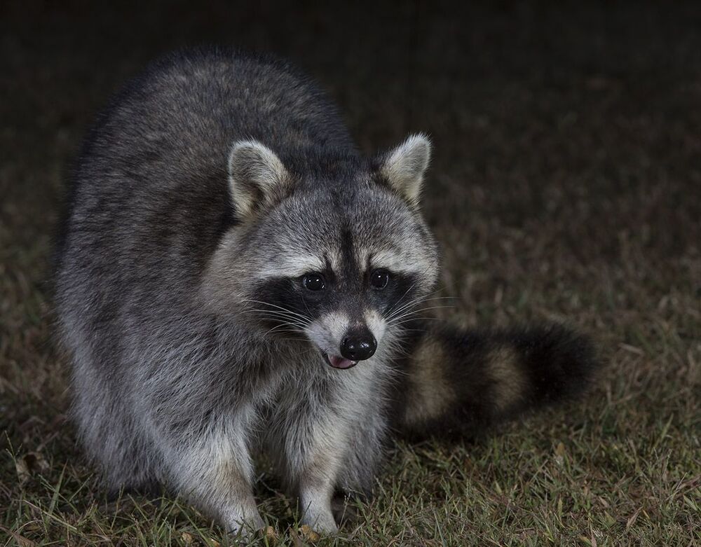 Енот-полоскун. Raccoon
